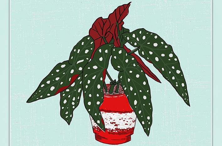 Legends of the Leaf | Secrets of Houseplants