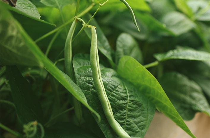 How Do I Grow Green Beans? | Planting & Care Guide