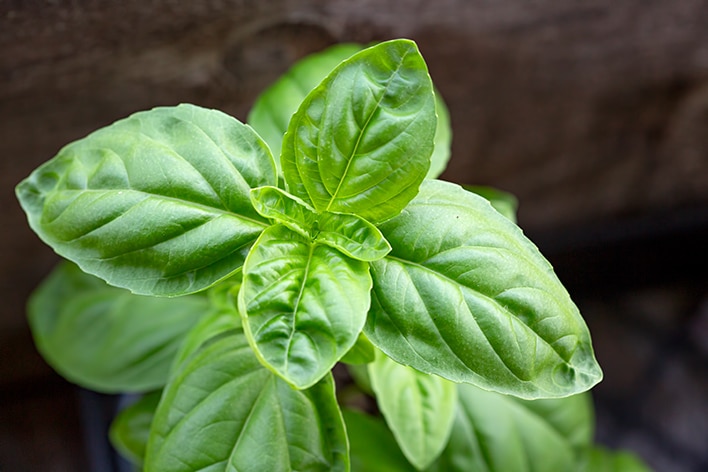 How Do I Grow Basil | Planting & Care Guide