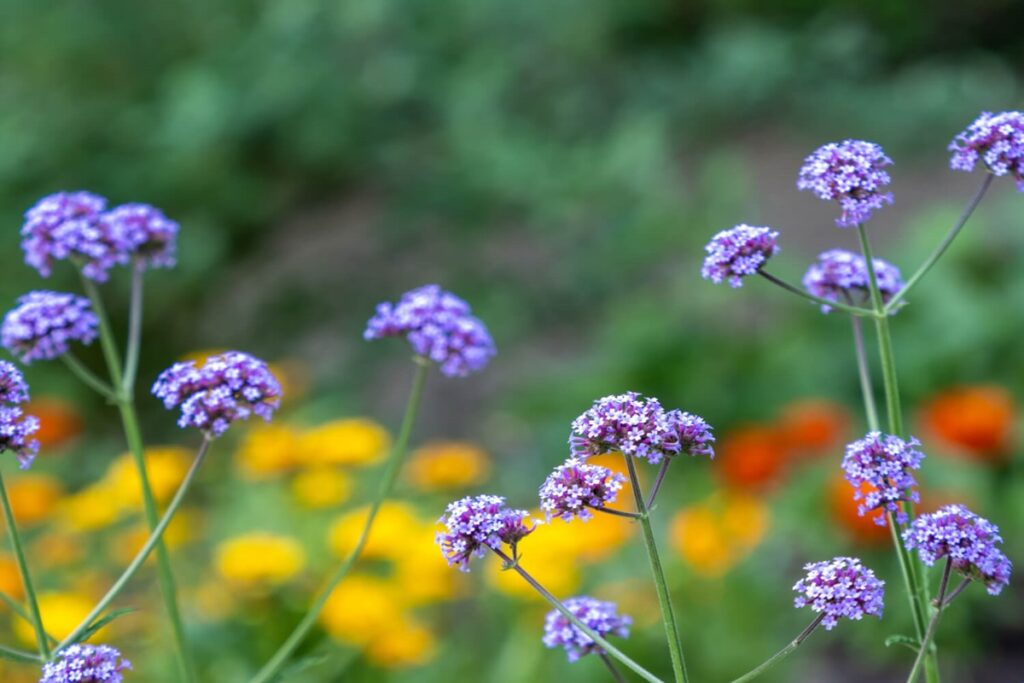self-seeding flowers verbena