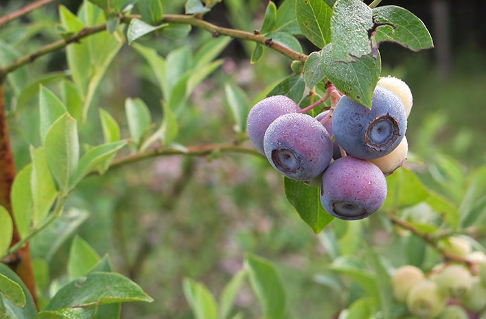 A Primer On Growing Blueberries | Planting & Care Tips