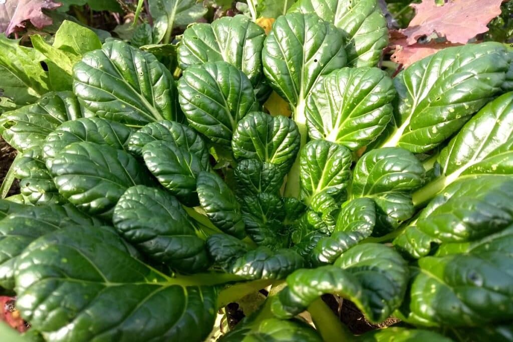 tatsoi how to grow
