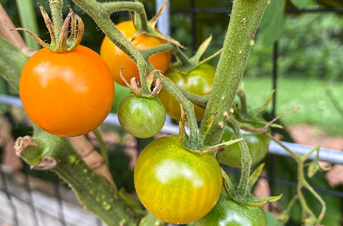 Starting a New Tomato Garden | Lessons Learned