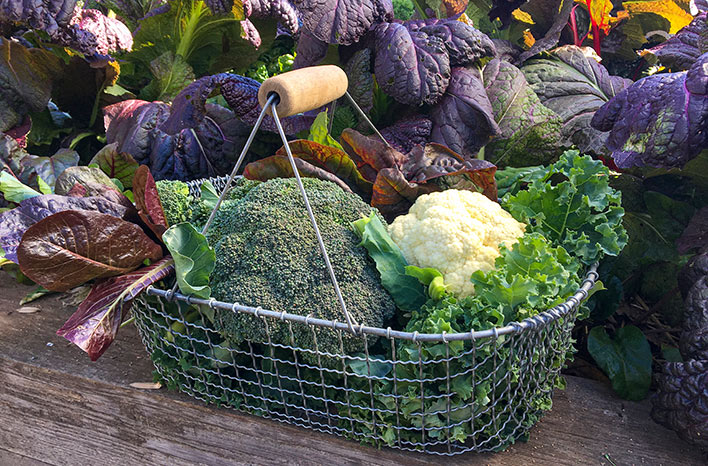 Best Cool-Season Vegetables to Grow | Fall Gardening