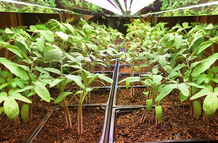 Make More Houseplants, Veggies & Flowers | Propagation