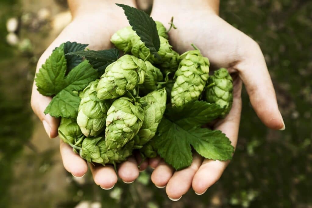 Growing Hops: How To Brew Your Own Beer At Home