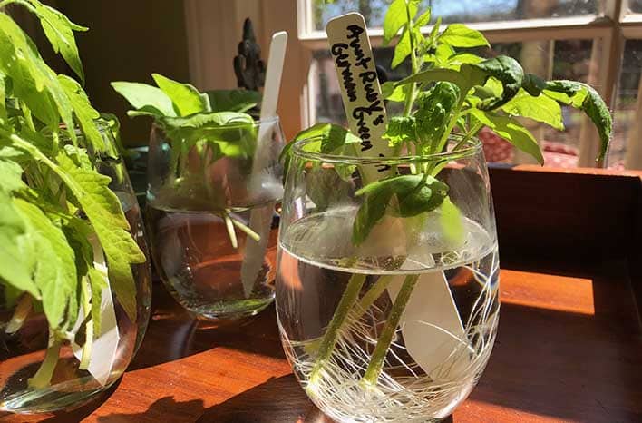 How to Make More Houseplants, Vegetables and Flowers