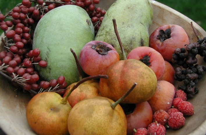 Uncommon Fruits For Every Garden | Lee Reich