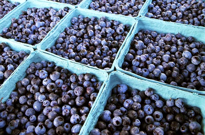 How To Grow Blueberries | Care and Maintenance