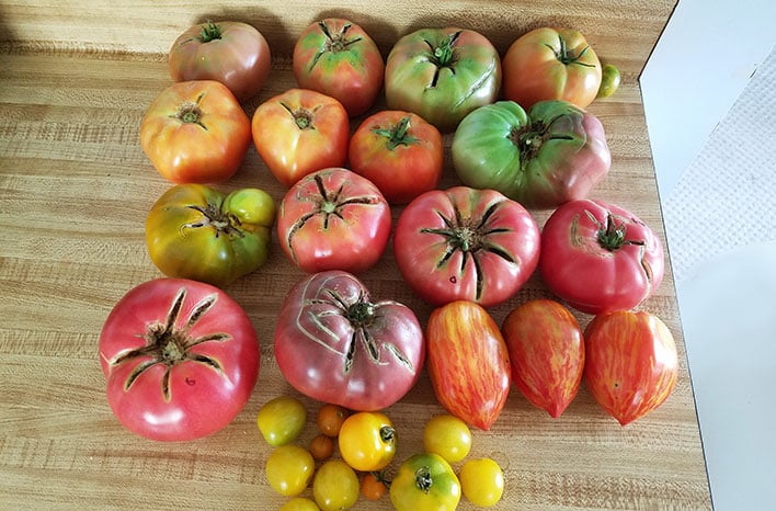 Tomato Season Lookback | Key Lessons Learned