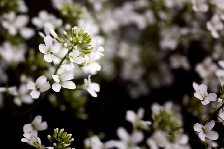 Les plus belles fleurs blanches à cultiver sous serre