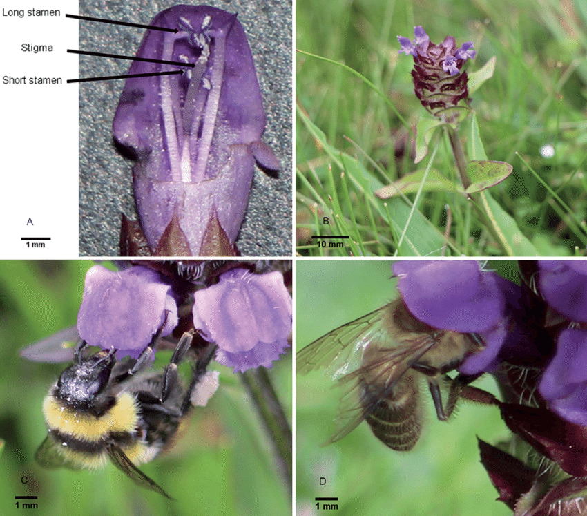 Comment se soigner naturellement avec les plantes du jardin