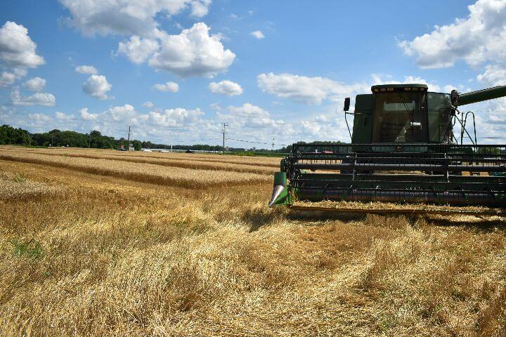 Planter en succession : guide complet pour les jardiniers en polytunnel au Royaume-Uni