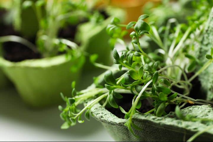 Tout savoir sur les microgreens: cultiver facilement des mini légumes