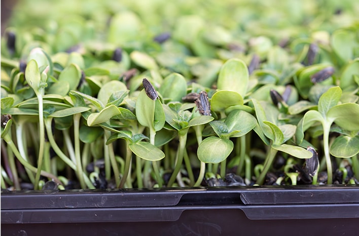 Transformer sa passion des microgreens en business