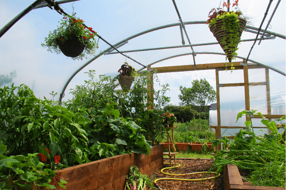 Using Cloches Inside a Polytunnel
