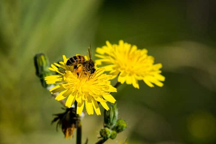 Conseils de pollinisation en serre pour des rendements accrus
