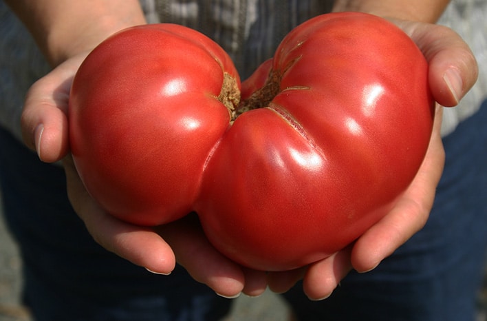 Conseils pour des tomates parfaites
