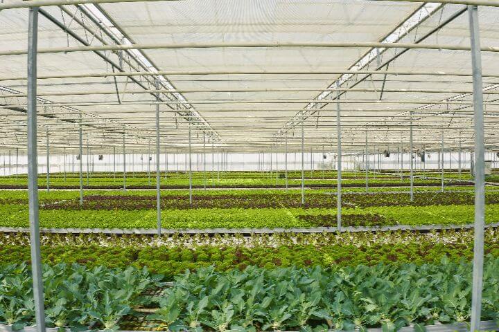 Maximisez vos récoltes avec la culture sous serre